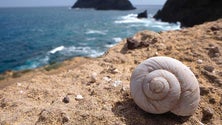 Imagem de Porto Santo poderá vir a ter um paleo-parque (vídeo)