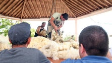 Imagem de Almagreira recebe Festa da Tosquia (Vídeo)