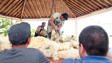 Almagreira recebe Festa da Tosquia (Vídeo)