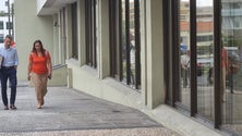 Imagem de Idalina Perestrelo diz que não foi identificado qualquer problema na árvore em causa até à data (áudio)