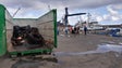 Porto de pesca do Caniçal foi alvo de uma ação de limpeza (Vídeo)