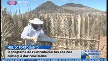 Imagem de Mel pode vir a ser indústria no Porto Santo (Vídeo)