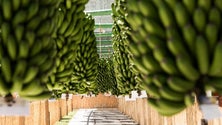 Imagem de Empreendedores criaram sementeiras através da banana (áudio)