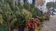 Imagem de Verduras e flores que dão cheiro e cor ao Natal (áudio)