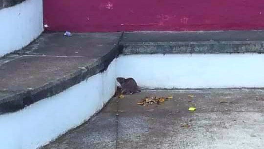 Imagem de Ratos na escola