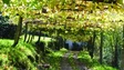 Imagem de Casas de vinho vão antecipar as suas vindimas (áudio)
