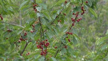 Imagem de Produtores de cereja do Jardim do Serra satisfeitos (vídeo)