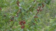 Imagem de Produtores de cereja do Jardim do Serra satisfeitos (vídeo)