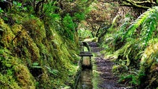 Imagem de «Madeira vive uma situação de emergência na conservação da natureza» (áudio)