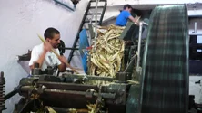 Imagem de Engenhos vão aumentar o preço pago pela cana-de-açúcar (vídeo)