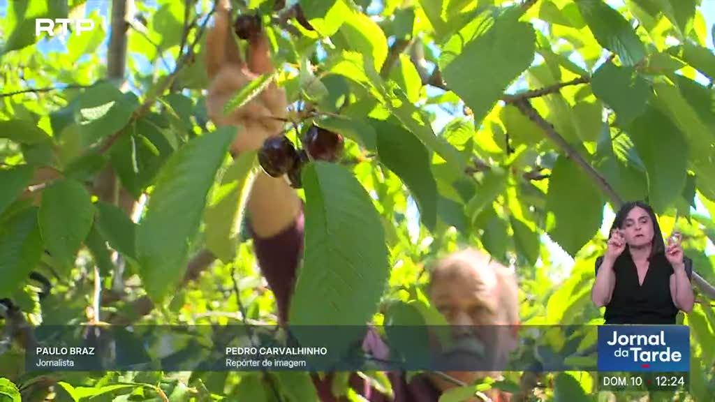 Cerejas do Fundão já chegaram ao mercado