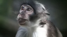 Imagem de Infeção pelo vírus Monkeypox em Portugal pode ser um surto