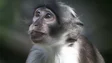 Imagem de Infeção pelo vírus Monkeypox em Portugal pode ser um surto