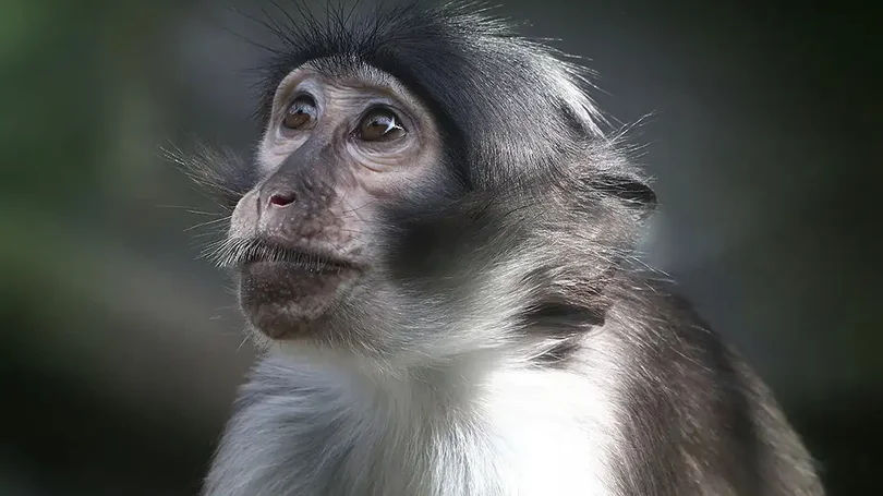 Imagem de Infeção pelo vírus Monkeypox em Portugal pode ser um surto