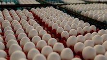 Imagem de Produção de ovos e abate de frango aumenta na Madeira
