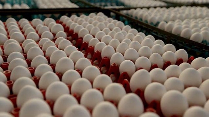 Imagem de Produção de ovos e abate de frango aumenta na Madeira