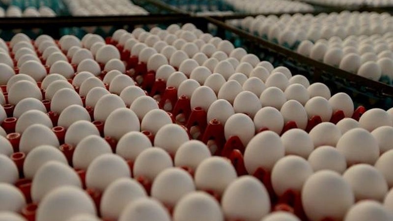 Produção de ovos e abate de frango aumenta na Madeira