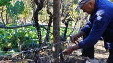 Governo entregou cheques a agricultores na Ribeira Brava