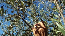 Imagem de Aprovação do plano da PAC confirma «más notícias» para agricultura familiar