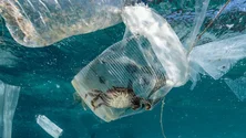 Imagem de Assinalado o Dia dos Oceanos (Vídeo)