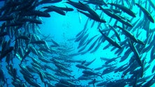 Imagem de Produção de peixe em aquacultura não vai abrandar (Áudio)