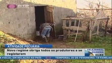 Ter animais para consumo em casa obriga a registo nos serviços do governo regional