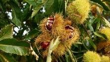 Vespa do castanheiro e seca ameaçam a produção de castanha deste ano