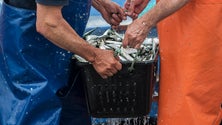 Imagem de Obras no Funchal obrigaram pescadores a descarregas no Caniçal