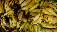 Imagem de Duas toneladas de cocaína encontradas em carregamento de bananas
