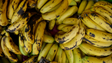Imagem de Duas toneladas de cocaína encontradas em carregamento de bananas