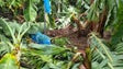 Vento derruba milhares de bananeiras (vídeo)