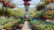 Imagem de Mau tempo dos últimos meses afetou produção de flores na Madeira