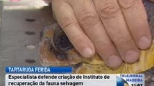 Imagem de Tartaruga ferida por embarcação está a ser tratada em terra