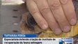 Imagem de Tartaruga ferida por embarcação está a ser tratada em terra