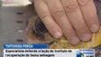 Tartaruga ferida por embarcação está a ser tratada em terra