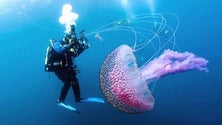 Imagem de Programa GelAvista na Madeira para monitorizar organismos gelatinosos na costa
