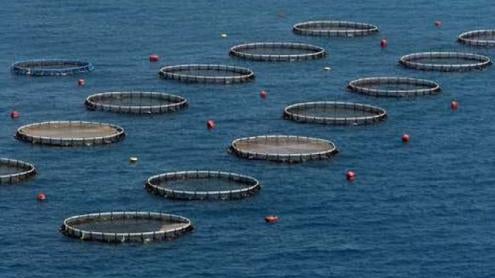 Cosmos considera ilegal o Plano de Ordenamento para a Aquicultura da Madeira