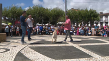 Imagem de Arrematados mais de 50 animais oferecidos ao Senhor Santo Cristo