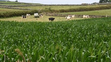 Imagem de Agricultura reclama falta de mão-de-obra (Vídeo)