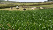 Agricultura reclama falta de mão-de-obra (Vídeo)