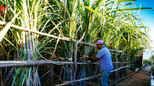 Imagem de Rum agrícola da Madeira conquista novos mercados
