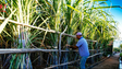 Imagem de Rum agrícola da Madeira conquista novos mercados