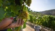 Protetor solar nas vinhas pode ser solução contra alterações climáticas