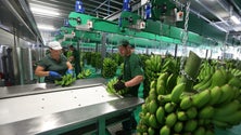 Imagem de Covid-19: Gesba adotou novos procedimentos de segurança, mas não parou a produção (Vídeo)