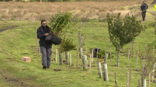 Grupo Bensaúde planta espécies endémicas em São Miguel (Vídeo)