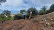 Imagem de Porto Santo tem 400 hectares de área verde (áudio)