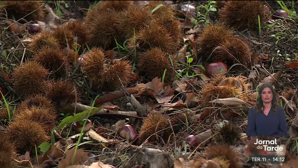 Produção da castanha em Valpaços deve triplicar este ano
