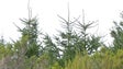 Florestas reduz o número de árvores de Natal (vídeo)