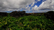 Imagem de Governo cria instituto para apoiar a produção de vinho nos Açores (Vídeo)