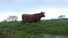 Imagem de Secretaria regional da Agricultura vai distribuir já amanhã palha e feno na Ponta do Pargo